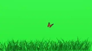 #Butterflies