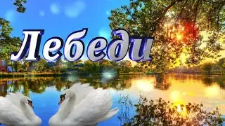 Лебеди. Клип на песню Руслана Алехно.