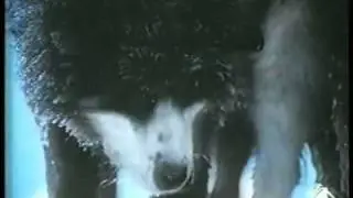 Antarctica(1983)the best .mp4