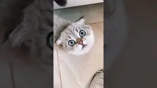 котик в тик ток