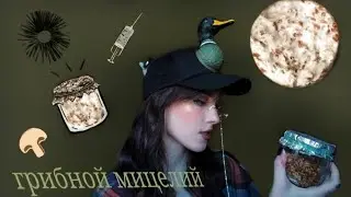 How to Grow Mushroom Mycelium / An Easy Way to Grow Mycelium / Shrooming