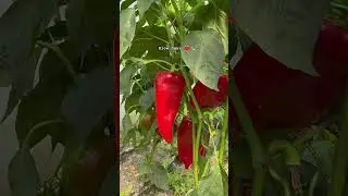 Viața la țară #viațalațară #slowdays #slowliving #shortvideo #shorts