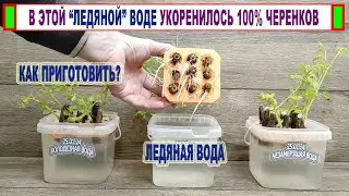 🍇 Старый китаец раскрыл СЕКРЕТ ПОДГОТОВКИ ВОДЫ для УКОРЕНЕНИЯ ВИНОГРАДА. Соседи пока не приходили)))