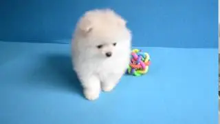 Девочка