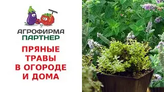 ПРЯНЫЕ ТРАВЫ В ОГОРОДЕ И ДОМА