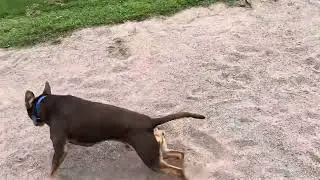 Lil Dude - Texas rescue living the best life