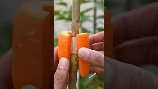 How to propagate guava plant using airlayering technique #grafting #gardening #shorts
