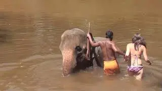 Гоа. Купание на слоне. Супер видео! Смотреть всем!)))