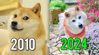 Famous Animal Memes That Died 🕊️🥹