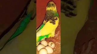 australian budgies breeding|budgies breeding tips in Urdu-Hindi 