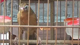 Họa Mi Mộc tinh nhảy như điên
