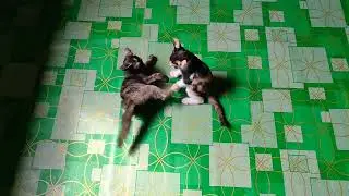 Kitten Fight 1