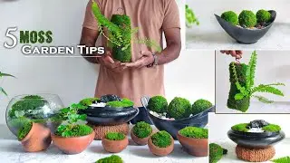5 Easy Tips & Ideas for Creating Moss Garden | Guide to Growing Moss Garden//GREEN PLANTS