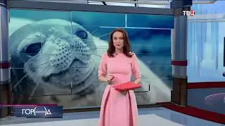 В Москве родился детёныш северного морского котика
