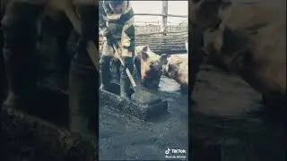 Прикол моя дача 