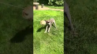Nelson the 14 weeks old male German Shorthaired Pointer puppy