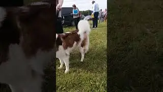 26 августа 2023 г. Yakutian Laika Выставка собак РАМЕНЬЕ, Якутская лайка