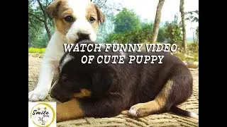 Puppys Fighting with Dog