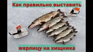 Как правильно выставить жерлицу на хищника