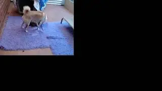 Kortmar Shiba Inu Live Stream - Emmy Bubbas