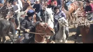 Mashxur Olim polvon Choʻrni akulada