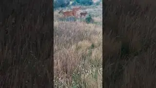A young fawn growing up in summer with parents
