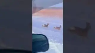 Водителям следует быть внимательными, так как косули мигрируют из Курганской области на юго-восток