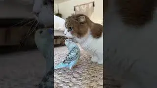 baby cat lagi asyik bermain burung nuri#shorts #kucinglucu