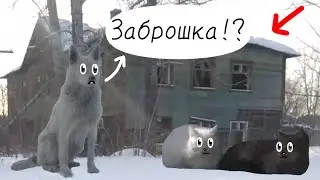 ПОШЛИ ВМЕСТЕ С ПУШИСТИКАМИ К ЗАБРОШЕННОМУ ДОМУ!