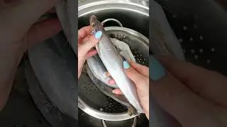 📌Tutorial: Cómo limpiar bacaladilla. ➡️Antes de comer CONGELAR mínimo 5 días.
