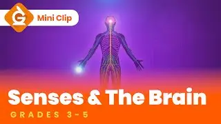 Senses and the Brain Video Lesson for Kids | Science Lesson for Grades 3-5 | Mini-Clip