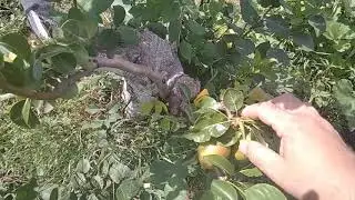 Пчелы мое новае увлечение.И мои прививки