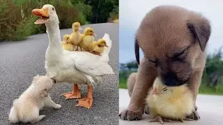 best cute 😘animals ❤️ love with others 😇😇❤️#shortsvideo #cute #viral #cat #funnymoments #shortsfeed