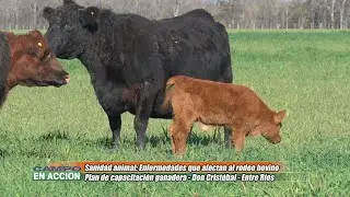 Sanidad animal enfermedades que afectan al rodeo bovino - Nota Lisandro Angelino