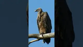 SHORT. BUITRE LEONADO/GYPS FULVUS#birdsounds #wildnature #naturalezasalvaje