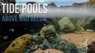 Exploring Tide Pools Above and Below