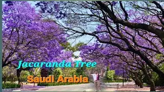 AMAZING JACARANDA TREE AT SAUDI ARABIA