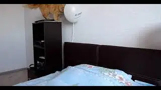 Рыжик против шарика 🐱😂