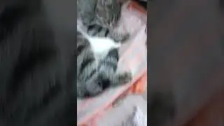 😻-Буся наша родила котят
