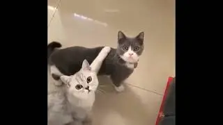 Try not to Laugh 😂 | Funny Pet Videos | Best of Internet