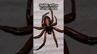 The Spider with a Human Face #weird #strange #spooky