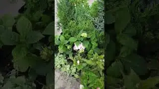 9 июня, Рынок.