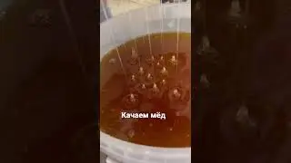 Качка мёда