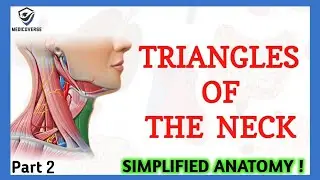 Triangles Of Neck Anatomy | Topography of Neck | Neck Muscles Anatomy | Part 2