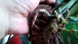 Грунт это очень Важно. Мои ошибки 😢
