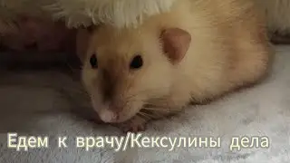 Кексуля/едем на приём к врачу#моилюбимки #листиккексикмишутка #твимз #крысы #животные #rats