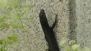 Melanistic wall lizard - Lucertola nera podarcis muralis