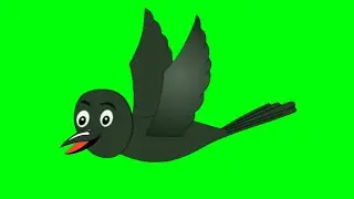 Flying and talking/Kauwa in green screen/crow in green screen