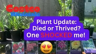 Costco Plant Update: Thrived or Died? What Shocked Me?
