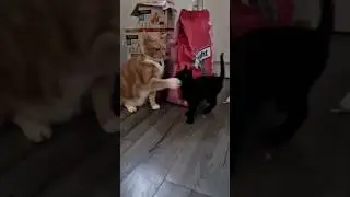 Orange cat slaps kittens